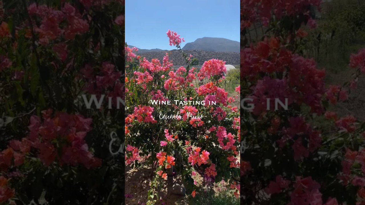 Taste Wine in Ensenada with a Private Chauffeur